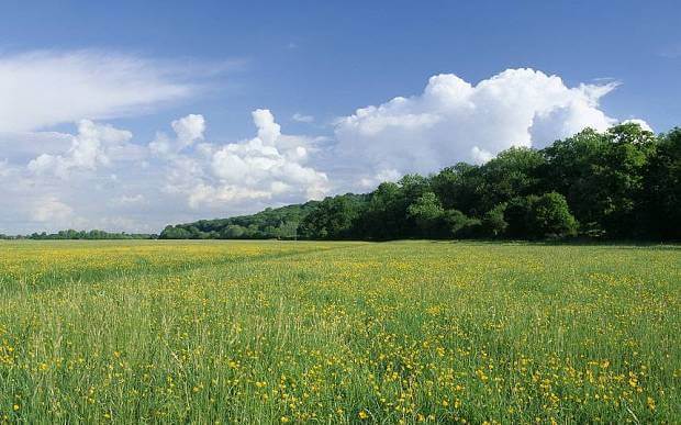 The meadow where Magna Carta was signed and sealed, located along the River Thames, west of London.