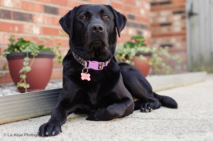 Meet Dezzie, who is expecting her litter in late July, including our sponsored pup!