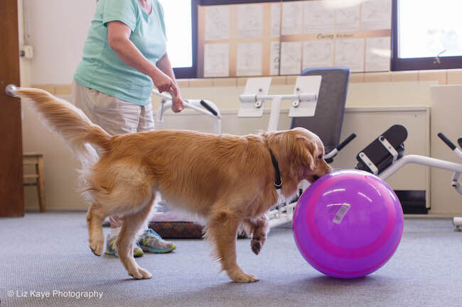 Service dogs can be trained to help their humans in a variety of ways.