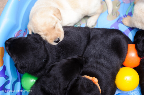 Being a puppy is EXHAUSTING.