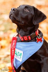 photo of black lap puppy, Charlie, sponsored by Cook in ICAN program